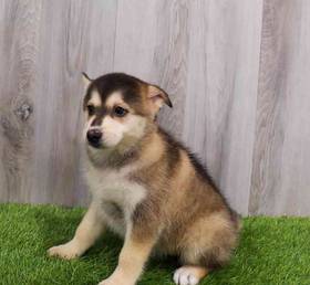 Pomsky 2nd Gen