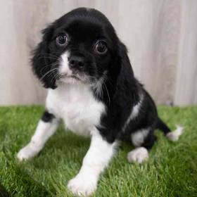 Cavalier King Charles Spaniel