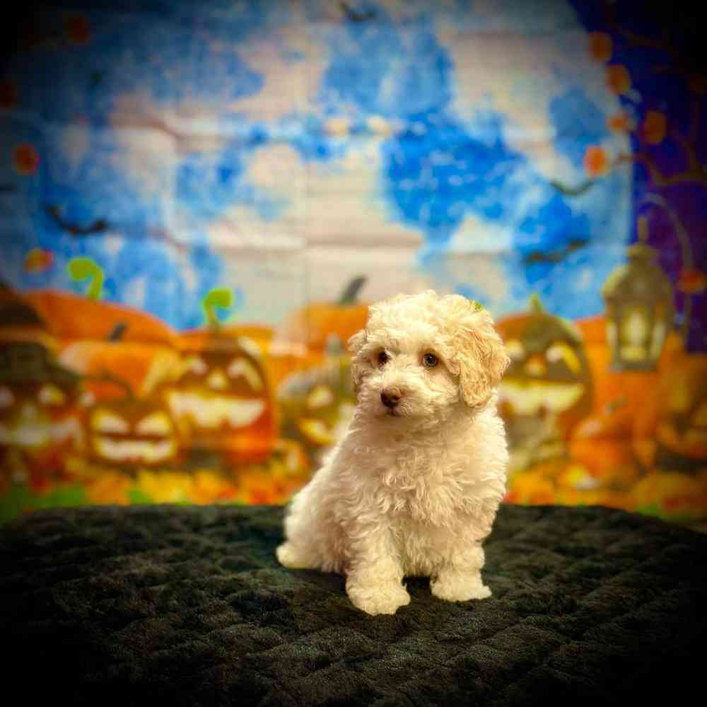 Male Cockapoo Puppy for Sale in Watertown, NY