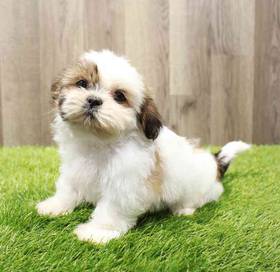 Shih Tzu