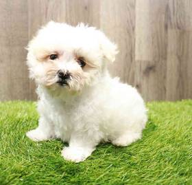 Maltese