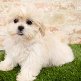 Shih-Apso