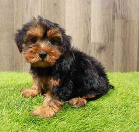 Yorkie