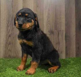 Rottweiler