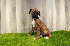 Boxer