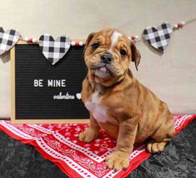 Bulldog