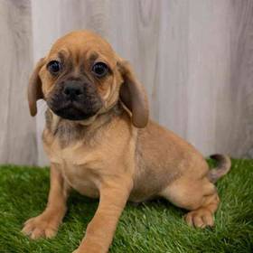 Puggle