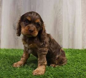 Cocker Spaniel