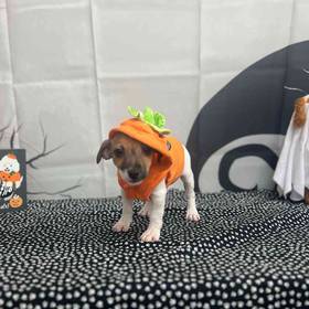 Jack Russell Terrier