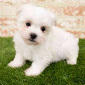 Maltese