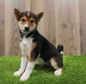 Shiba Inu
