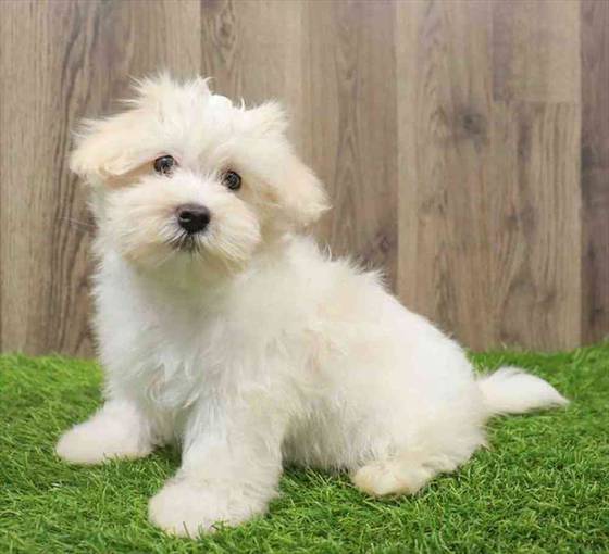 Malshi Puppy for sale Pet Zone Poughkeepsie