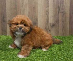 Lhasa Apso