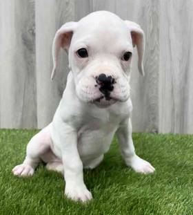 Boxer