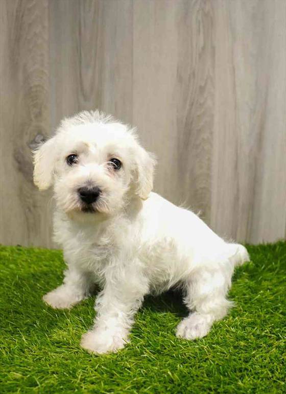 Schnoodle Puppy for sale Pet Zone Albany