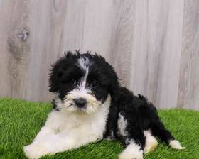 sheepadoodle