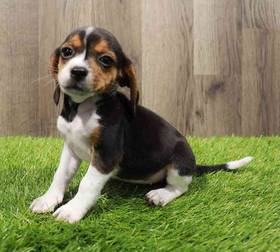 Beagle