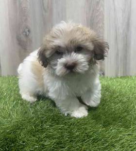Havanese