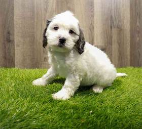 Cockapoo