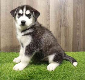 Siberian Husky
