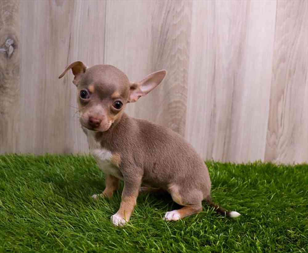 Chihuahua Puppy for sale Pet Zone Albany