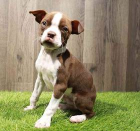 Boston Terrier