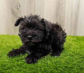 Mini Schnauzer