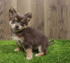 Chihuahua