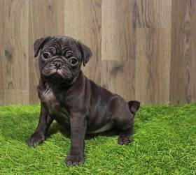 Pug