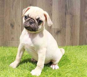 Pug