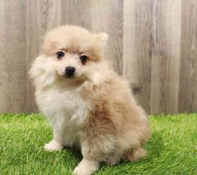 Pomeranian
