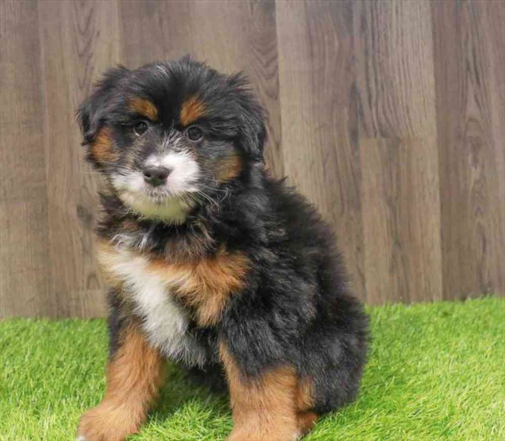 Aussiedoodle