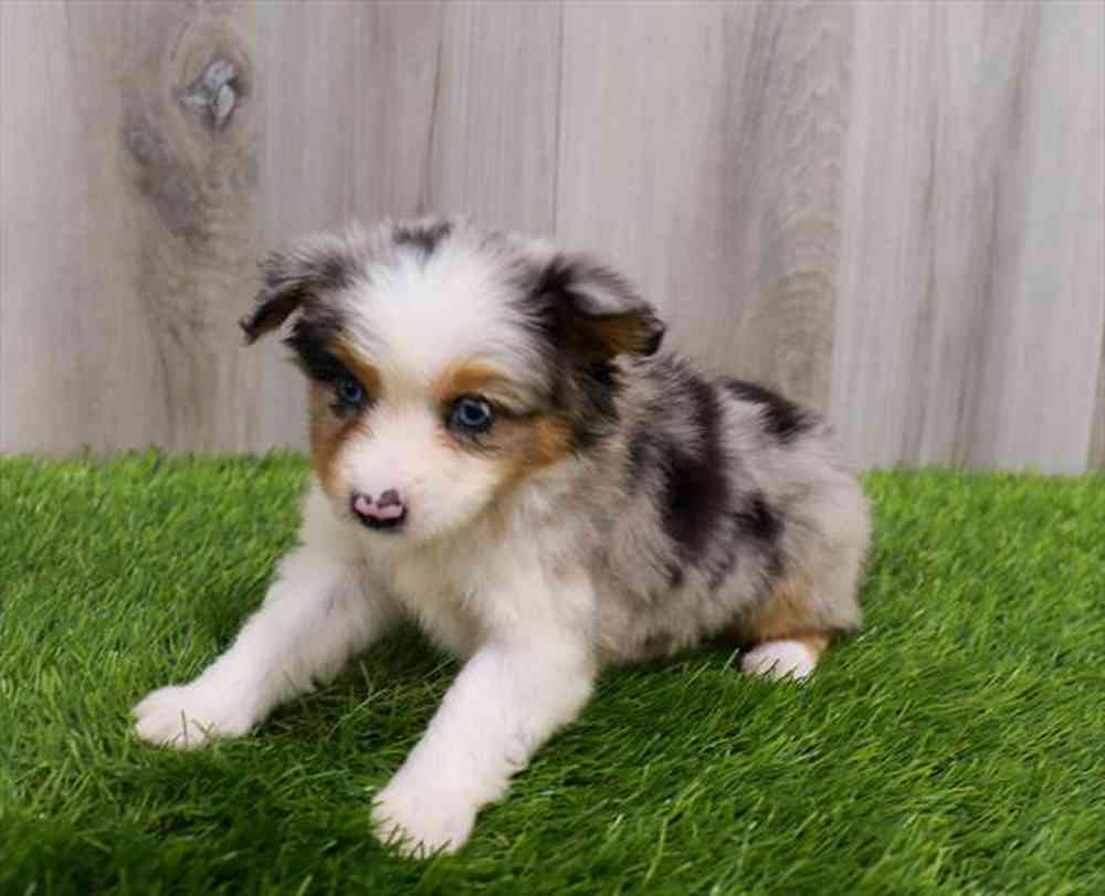 Miniature Australian Shepherd Puppies for sale