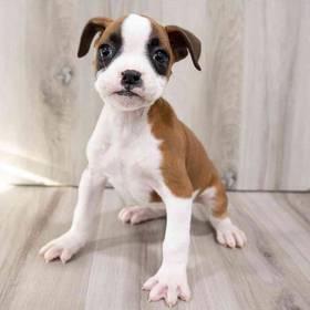 Boxer