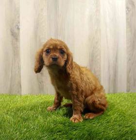 Cavalier King Charles Spaniel