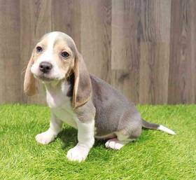 Beagle