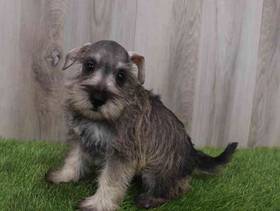 Mini Schnauzer