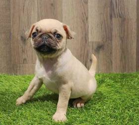 Pug