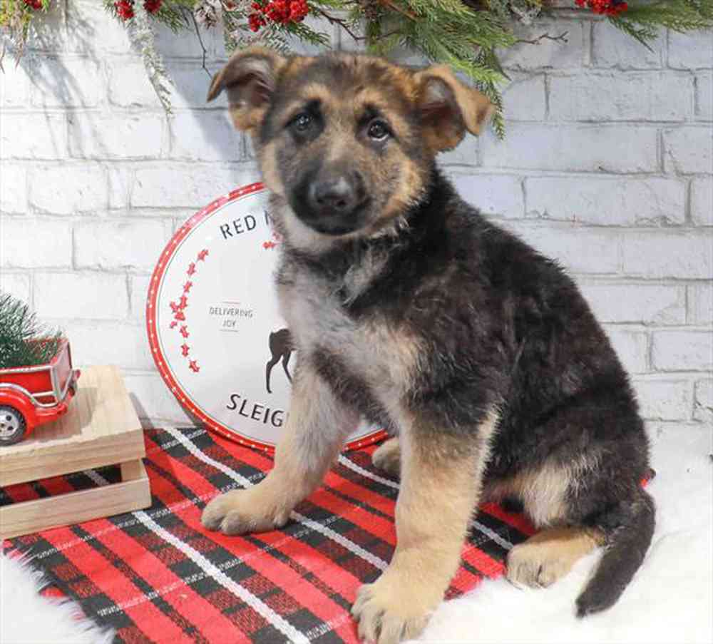 German Shepherd Dog Puppy for sale Pet Zone Albany