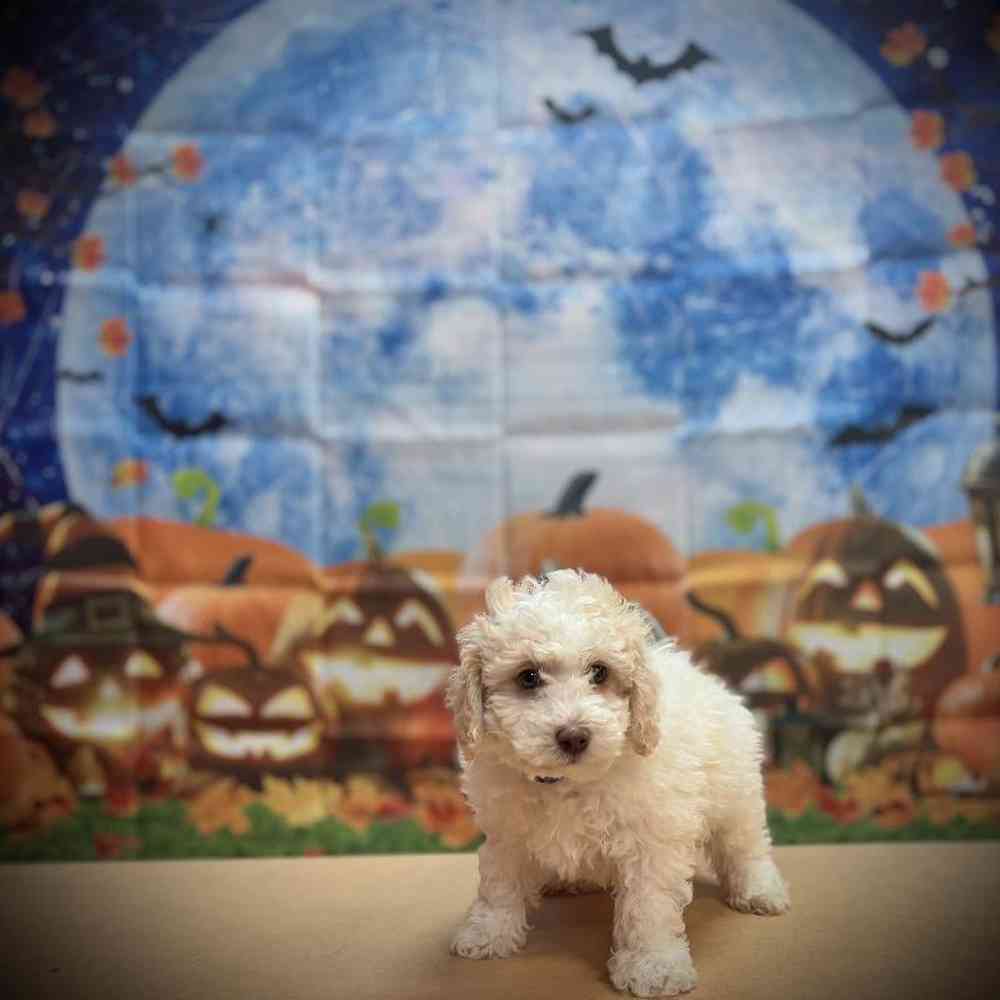 Male Cockapoo Puppy for Sale in Watertown, NY