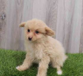Pom-A-Poo