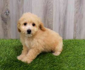 Maltipoo