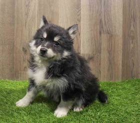 Pomsky 2nd Gen