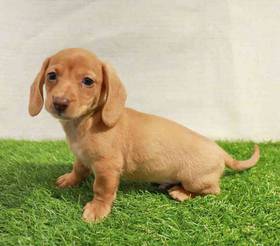 Dachshund