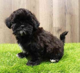 Shipoo