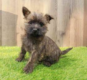 Cairn Terrier
