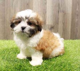 Shipoo