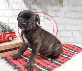 Cane Corso