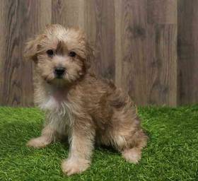 Yorkie-Poo