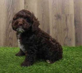 Cockapoo